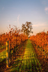 A close view of an autumn sunset in a vineyard. A look down a row of vines with red leaves. Grass is in the row. A tree is in the background. A deep blue sky with pink clouds are in the background. 