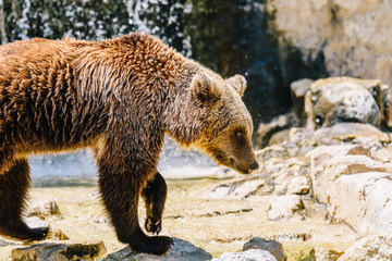 Brown Bear (Ursus Arctos) Portrait