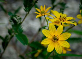 Closeup of Yellow daisies with granite background 