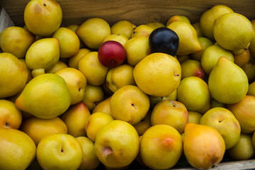 Apples