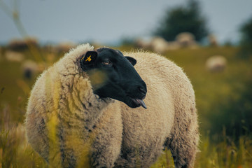 Schaf schwarz mit ausgestreckter Zunge