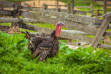 Thick turkey on the green grass in front of the fence. Thanksgiving turkey is alive. House-bird at the gate. Funny turkey in the yard. Rural life in the countryside