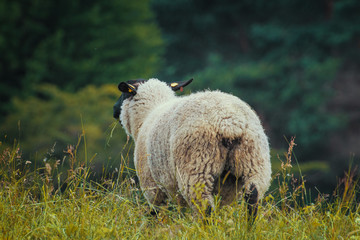 Schaf schwarz von hinten