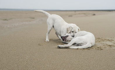 Obraz premium Zwei junge labrador retriever hunde welpen spielen zusammen am strand