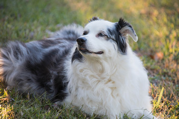 Australian Shepherd Dog