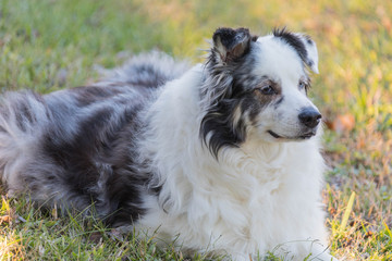 Australian Shepherd Dog