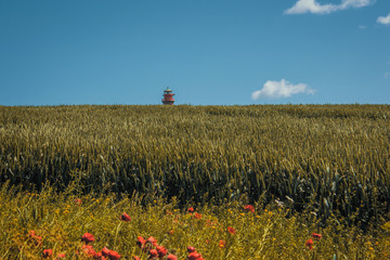 Kornfeld mit Leuchtturm, Kap Arkona, Rügen, Ostsee