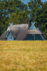Reetdach blaues Haus hinter Kornfeld, traditioneller Giebel, Rügen, Norddeutschland