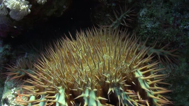 Red Spanish Dancer nudibranch sea slug underwater on sandy bottom. Relax video about tropical marine animals feeding coral in world of wildlife.