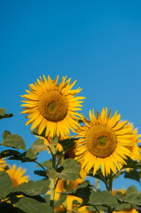 sunflowers in a close-up field