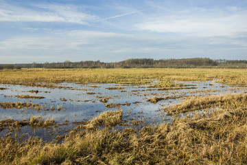 A marshy field flooded with water