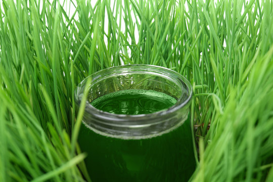 Jar of healthy juice in sprouted wheat grass