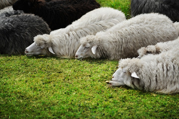 Naklejka premium Sheep on green grass