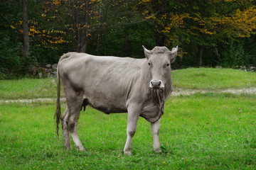 Naklejka na ściany i meble Grey cow on field with green grass