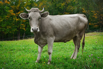 Grey cow on field with green grass