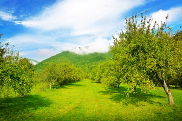 Beautiful landscape of orchard