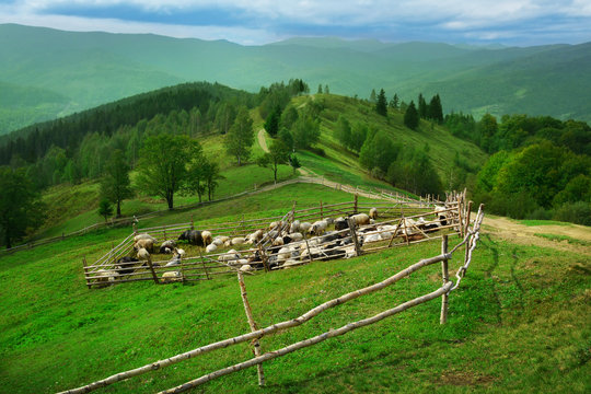 View of sheepfold in mountains