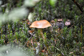 Mushroom in forest, close up