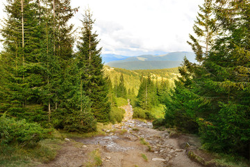 Beautiful landscape with mountain forest