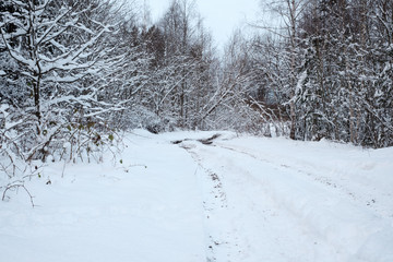 Dirty snow-covered road in winter forest. On tree branches snow.