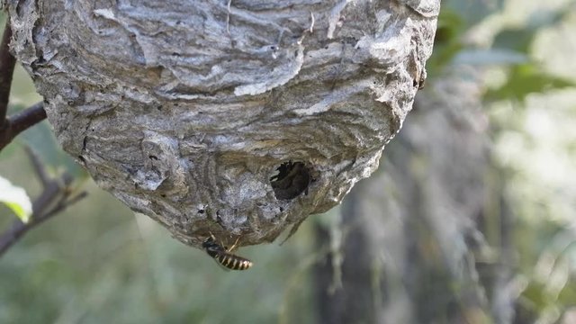 Round nest of paper wasp on branch (live)
