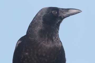 American Crow (Corvus brachyrhynchos)