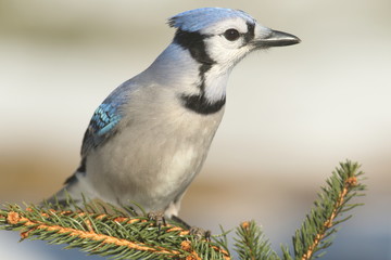 Blue Jay (cyanocitta cristata)