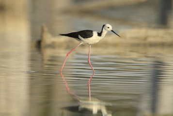 Black winged stilt searching for food in shallow water wetland lagoon