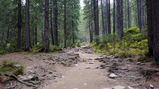 A view of a mountain stream that flows down a slope of stones with wooden logs