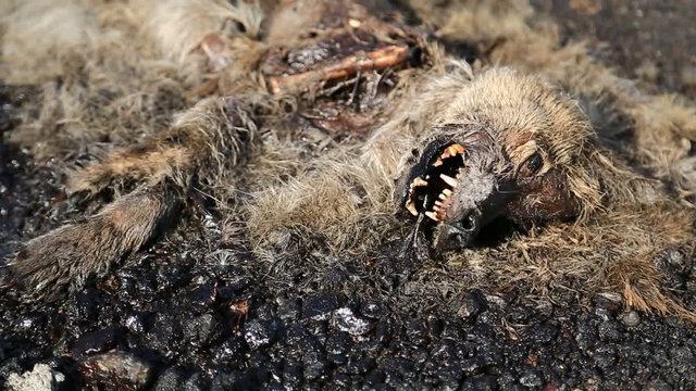 Dead dog lies near highway