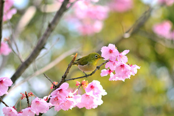 陽光桜にとまるメジロ