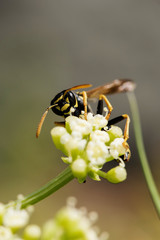 European Paper Wasp, Polistes dominula