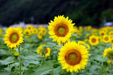 Obraz premium 咲き誇るひまわりの花