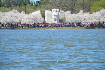 Washignton DC, Columbia, USA - April 11, 2015: Cherry Blossoms on the Tidal Basin