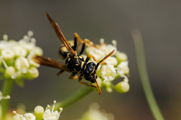 European Paper Wasp, Polistes dominula