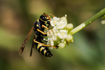 European Paper Wasp, Polistes dominula