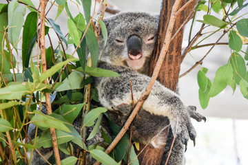 Koala chilling out on the tree