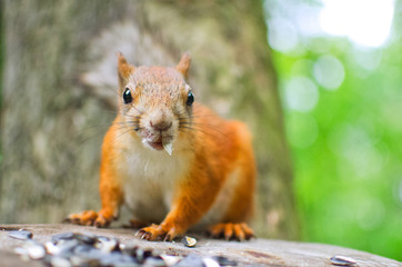 orange squirrel eating a sunflower seed