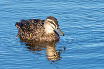 Pacific Black Duck