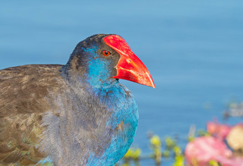 Purple Swamphen