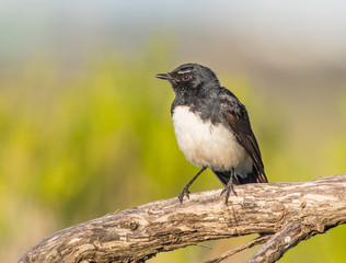 Willie Wagtail