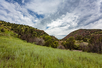 Fototapeta na wymiar Abundant monsoon rain created a rich carpet of green in Sycamore Canyon in remote southern Arizona.