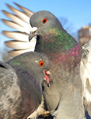 great grey pigeons closeup