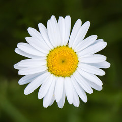 Daisy from above © josephsjacobs