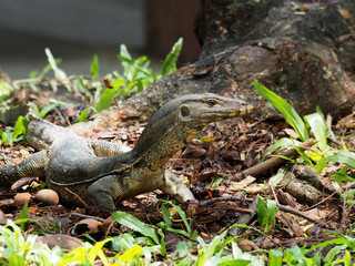 voranus in garden seeking something to eat