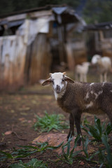 Winter Lambs in Olive Grove. Baby ram - obrazy, fototapety, plakaty