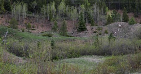Old gold silver mine building shaft Colorado Rocky Mountains. Old mine shaft in Rocky Mountains. Gold panning,  recreational gold mining and panning is a form of placer mining.