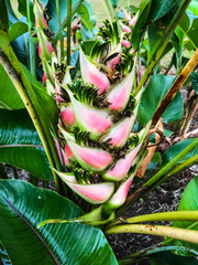 Pink Heliconia