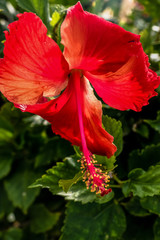 Hibiscus closeup