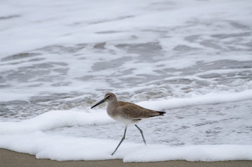 A sandpiper wading along the ocean shoreline.